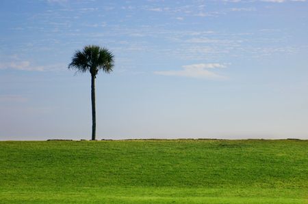 Palm tree landscapeの写真素材