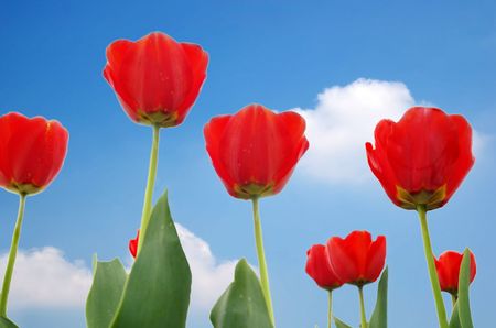 red tulips and sky from belowの写真素材