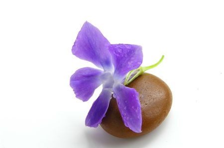 Smooth stone and small purple flower with dew dropsの写真素材