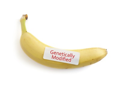 Banana on white with Genetically Modified labelの写真素材