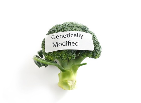 Fresh broccoli on white with Genetically Modified labelの写真素材