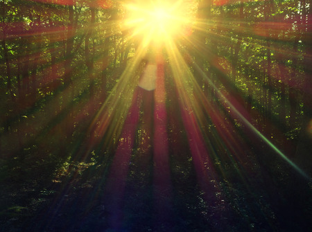 Sunlight beaming through green trees at sunset in a forestの写真素材