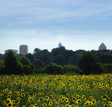 View of the skyline in downtown Raleigh NC with sunflowers in the foregroundの写真素材