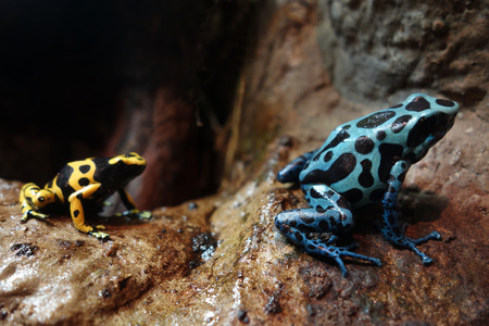 Poison Dart Frogs, toxin producing amphibians native to South Americaの写真素材