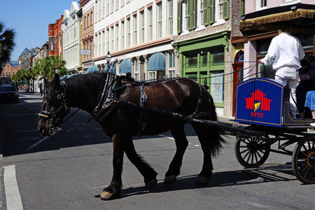 CHARLESTON,SC - USA - 04-19-2021: A guide gives a horse drawn carriage tour on King Street in Charleston SCのeditorial素材