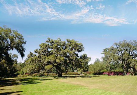 The Airlie Oak tree ,  a live oak estimated to be over 400 years old, in Wilmington , NCの写真素材