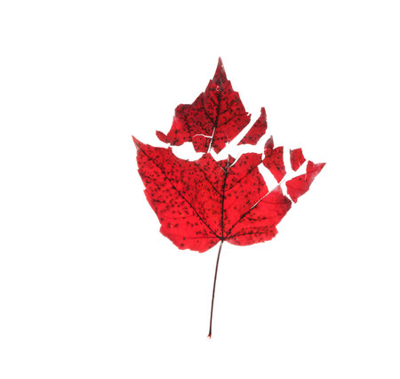 Red Autumn Maple leaf broken into pieces, isolated on white - climate change conceptの写真素材