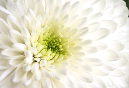 White chrysanthemums macro flowers for the soft backgroundの写真素材