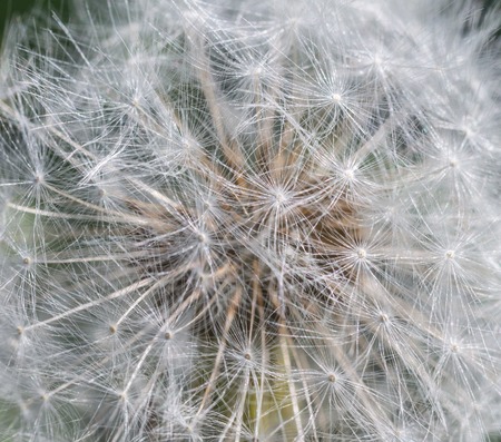 Closeup of dandelion seeds, for abstract nature background