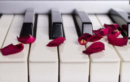 A dried rose petals on a piano keyboardの写真素材