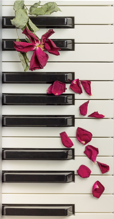A dried rose petals on a piano keyboard. Selective focusの写真素材