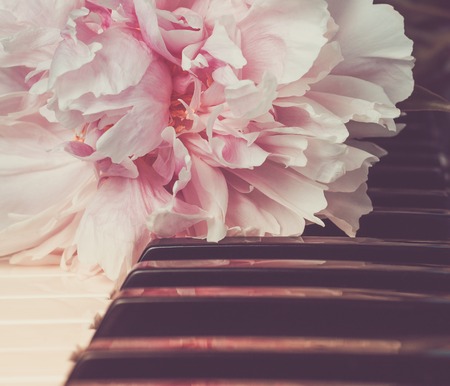The pink peony lying on piano keys in vintage tone. Romantic concept. Copy space. Valentines Day background. Love song conceptの写真素材
