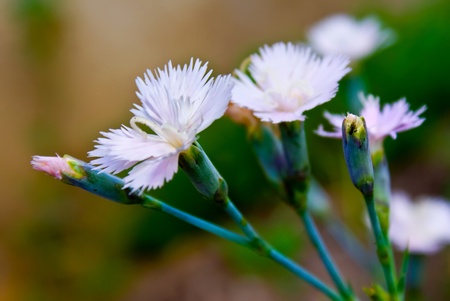 Pink wild carnations with blooming flower budsの写真素材