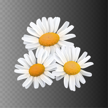 Stock vector illustration realistic daisy, chamomile isolated on a transparent black background. Flowers design elementsのイラスト素材