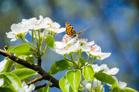 Butterfly on flowersの写真素材