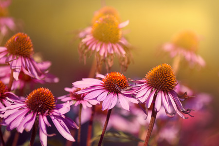 Echinacea Pink.の写真素材