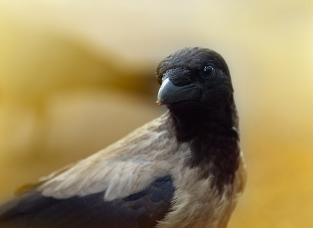 crow.の写真素材