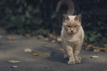Fawn cat.の写真素材