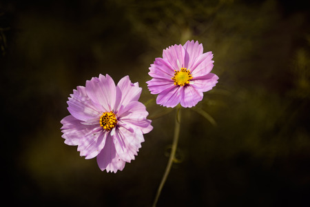 Two daisies.の写真素材