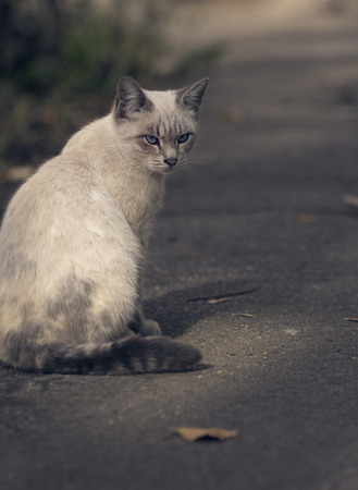 Gray cat.の写真素材