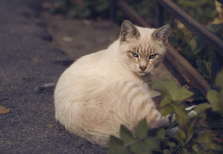 Sleepy cat.の写真素材