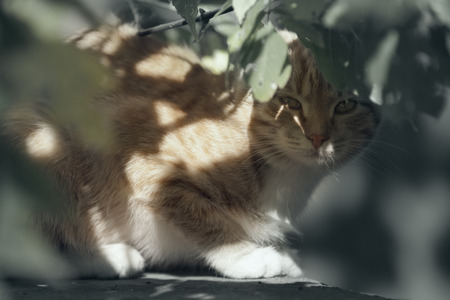 Cat hunter.の写真素材