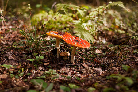 A pair of red fly agaric.