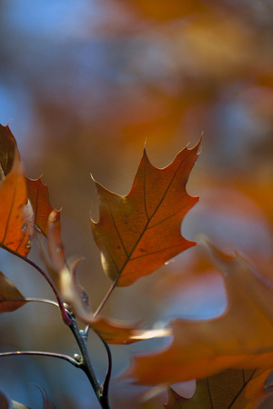 Lone Oak colorful autumn leaves on sky background.