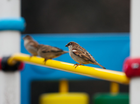 sparrows on the playground.の写真素材