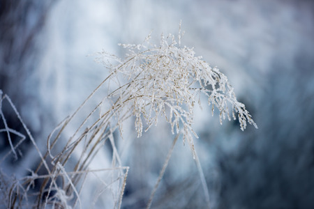 Frozen blades of grass.の写真素材