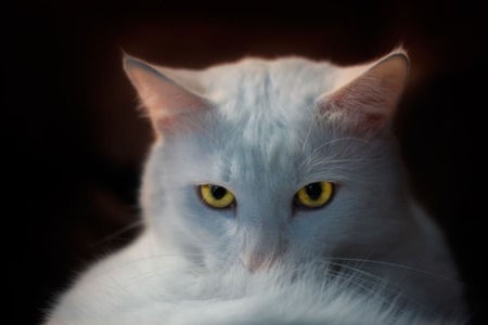 The photo portrait of a beautiful white cat.の写真素材