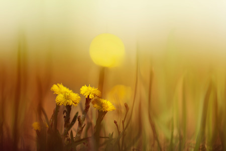  few flowers in early spring in the light of the setting sun.の写真素材