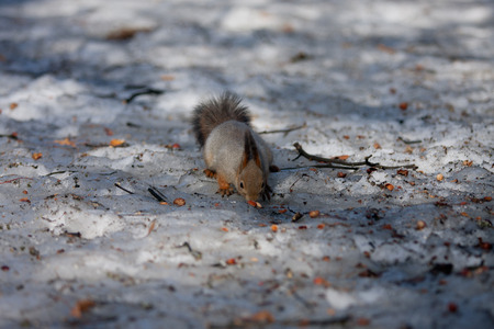 The photo squirrel that has found on the melting snow in the spring nuts reserves.の写真素材