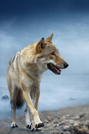 Gray wolf runs along the seashore.の写真素材