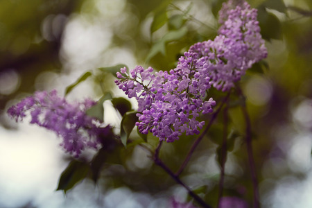 Branch of lilac.の写真素材