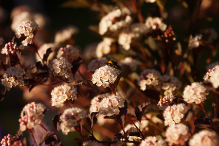 Physocarpus kalinolistny Diablo 39Diabolo39 in bloom. Spreading shrub to a height of about 3 meters...