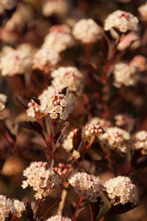 Beautiful branch of flowering shrubs physocarpus kalinolistny Diablo 39Diabolo39. Spreading shrub to a height of about 3 meters with dark purple leaves.の写真素材