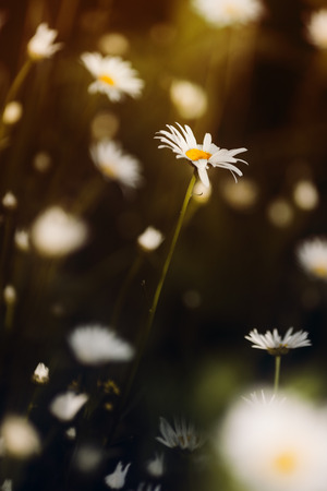The setting sun39s rays illuminated the few beautiful flowers of chamomile.の写真素材