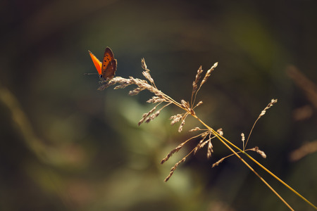 Little bright butterfly sits on a stalk of grass.の写真素材