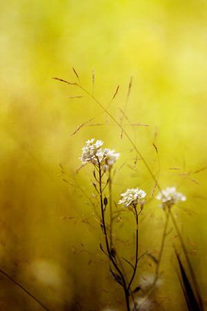 Very beautiful flower in the meadow some weeds among them- berteroa incana.の写真素材