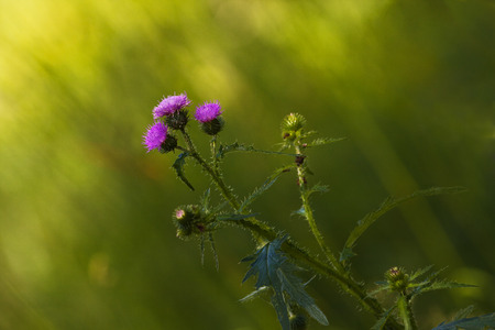 Very beautiful flower in the meadow some weeds among them- prickly thistle.の写真素材