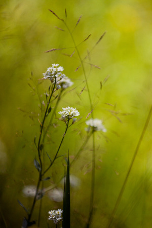 Very beautiful flower in the meadow some weeds among them- berteroa incana.の写真素材