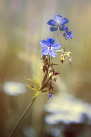 Wonderful flowers erodium in the summer sun.の写真素材