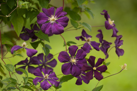 Beautiful clematis flowers in summer in the garden.の写真素材
