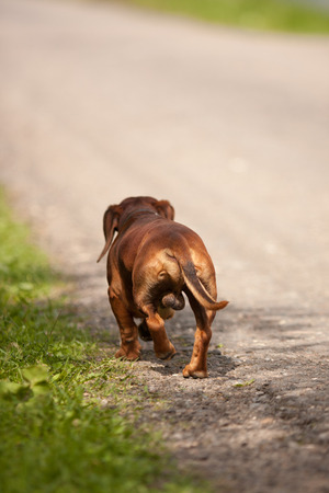 Dog Dachshund runs on the road on a warm summer day.の写真素材