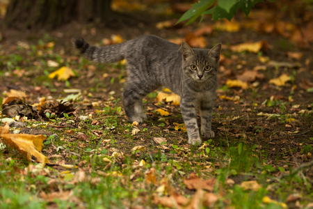 Lovely tabby kitten in the autumn palette of warm autumn day.の写真素材