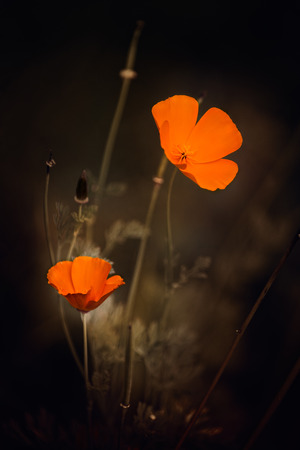 Lovely bright colors eschscholzia warm autumn evening.の写真素材