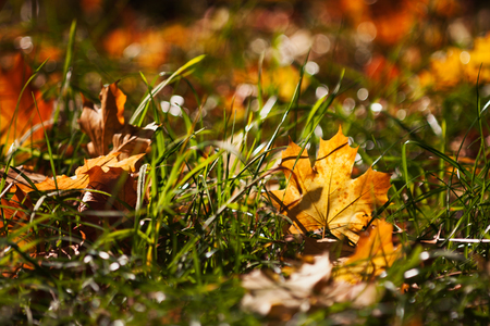 Many colorful maple leaves scattered by the wind on the still green grass.の写真素材