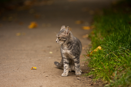 Lovely tabby kitten on the sidewalk a warm autumn day.の写真素材