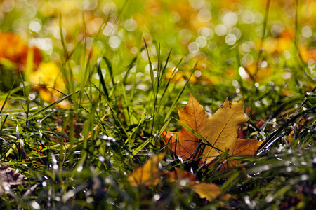 Many colorful maple leaves scattered by the wind on the still green grass.の写真素材